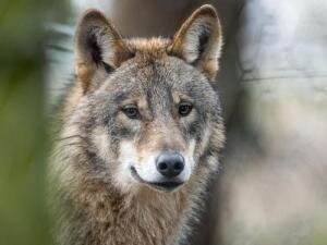 Erster Wolf im Vogtland ist bestätigt - Ein Wolf.