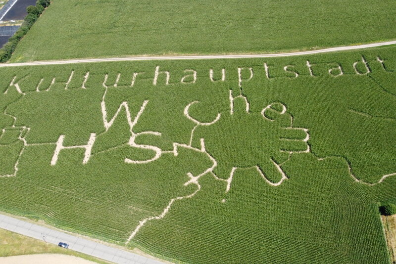 Erstes Maislabyrinth in Wittgensdorf eröffnet: Bitte nicht kosten