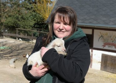 Erstes Osterlämmchen im Zoo der Minis geboren - Zootierpflegerin Silke Bauer mit ersten Osterlämmchen.  
