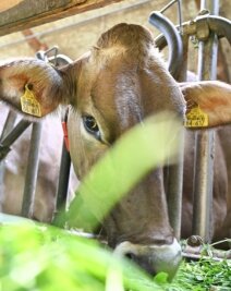 Erstmals Rinderseuche im Erzgebirge ausgebrochen - 22 Rinder aus zehn Betrieben sind in den vergangenen Tagen im Erzgebirge an der Rinderseuche verendet. 