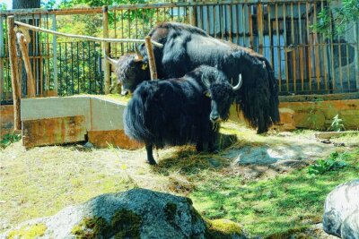 Erstmals zwei Yaks im Klingenthaler Tierpark - Die beiden Yaks Malte und Lea sind seit Mittwoch die neuen Attraktion im Tierpark Klingenthal.