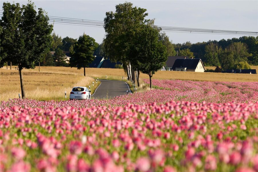 Erzgebirge: Blühender Sommermohn färbt die Felder pink - Zwischen Ursprung und Mittelbach blüht eine besondere Mohnsorte.