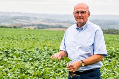 Erzgebirge: „Es war die teuerste Ernte, die wir je hatten!“ - Werner Bergelt, Geschäftsführer des Bauernverbandes, ist zufrieden mit dem im August gesäten Raps für die Ernte 2024.