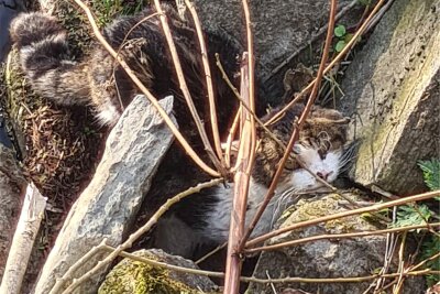 Erzgebirge: Feuerwehr rettet verletzte Katze aus Fluss - Das verletzte Tier hatte sich an den Steinen am Uferrand verkrochen.