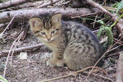 Erzgebirge: Fuchs frisst neun ausgesetzte Kätzchen - Junge Katze am Waldrand einfach ausgesetzt.