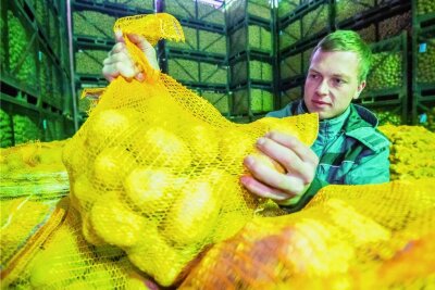 Erzgebirge: Kommt Kartoffeln einkellern wieder in Mode? - Das Kartoffellager der Katzensteiner Agrar GmbH ist gut gefüllt. Im Bild: Geschäftsführer Paul Borrmann. 