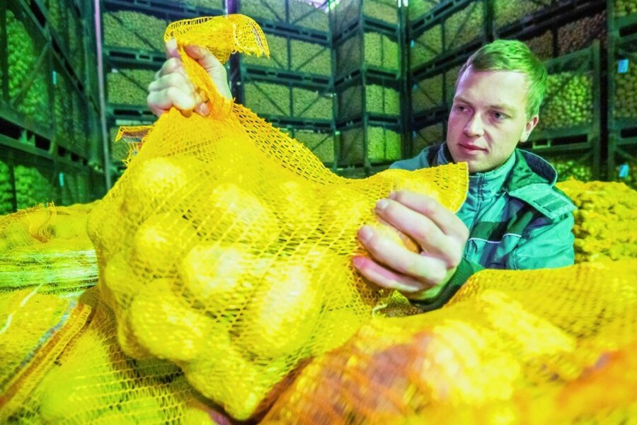 Erzgebirge: Kommt Kartoffeln einkellern wieder in Mode? - Das Kartoffellager der Katzensteiner Agrar GmbH ist gut gefüllt. Im Bild: Geschäftsführer Paul Borrmann. 
