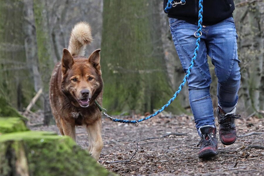 Erzgebirge: Nach Hundebiss in Eiscafé fordert Tierrechtsorganisation Hundeführerschein in Sachsen - Laut Peta kann eine funktionierende Kommunikation zwischen Hund und Halter Beißvorfälle verhindern.