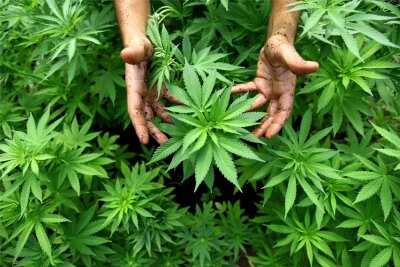 Erzgebirge: Polizeistreife entdeckt Cannabispflanze in Wohnungsfenster - und findet noch mehr - Eine Cannabispflanze hat die Polizei jetzt bei einer Kontrolle im Erzgebirge gefunden.