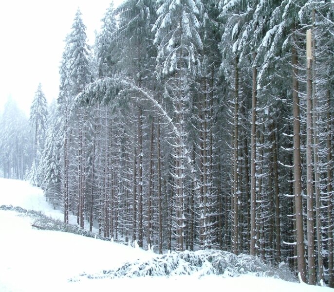 Erzgebirge: Schneemassen belasten Dächer und Bäume - 
              <p class="artikelinhalt">Dauerschneefall und nachfolgend Nieselregen bringt in der Kuhbergregion Bäume an die Belastungsgrenze. </p>
            