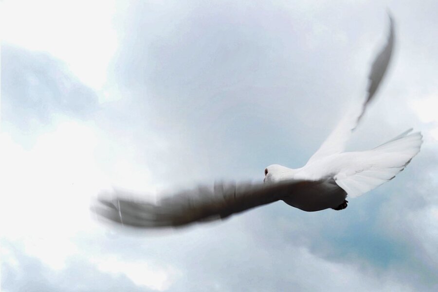 Erzgebirge: Tierschützerin kritisiert Freilassen weißer Tauben als Friedenssymbol - Eine weiße Taube fliegt am regenverhangenen Himmel. Eine Tierschützerin rät davon ab, weiße Albinotauben, die nicht zurückkehren, als Friedenssymbol freizulassen. 