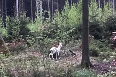 Erzgebirger gelingen Fotos von einem weißen Reh - Der Burkhardtsdorfer zoomte das Tier mit seiner Handykamera zum Vergrößern heran.