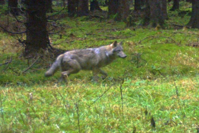 Das ist das vorerst letzte Foto des Wolfes, der zwischen Großrückerswalde und Rübenau ansässig geworden sein könnte. Aufgenommen wurde es am 24. November von einer Wildkamera. 