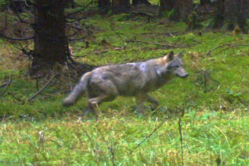 Das ist das vorerst letzte Foto des Wolfes, der zwischen Großrückerswalde und Rübenau ansässig geworden sein könnte. Aufgenommen wurde es am 24. November von einer Wildkamera. 