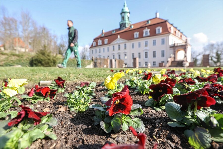 Es blüht im Schlosspark Lichtenwalde: Letzte Chance für kostenlosen Frühlingsspaziergang - Stiefmütterchen, Vergissmeinnicht und Gänseblümchen werden zurzeit gepflanzt, insgesamt 5800 Pflanzen.