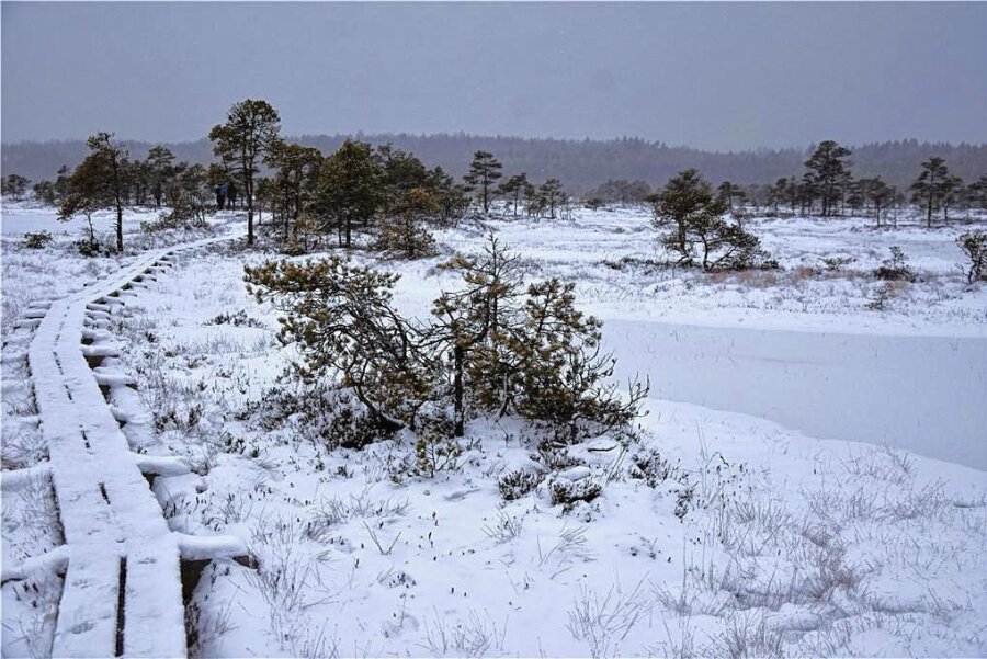 Estland, ein Wintertraum - Immer schön auf dem Weg bleiben: Ein Holzsteg führt über das Kakerdaja-Moor. 