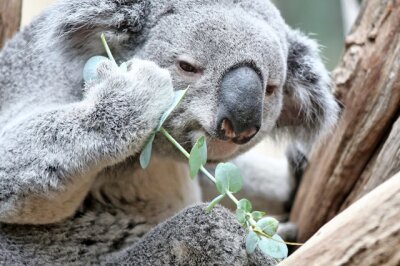 Eukalyptus für Oobi-Ooobi - Zoo Leipzig eröffnet Koala-Haus - Oobi-Ooobi im neuen Koala-Haus des Leipziger Zoos.