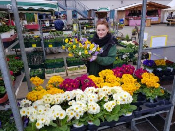 Europäischer Bauernmarkt in Plauen ist eröffnet - Die Gärtnerei Tröltzsch aus Oelsnitz hat unter anderem bunte Frühjahrsblüher im Angebot.