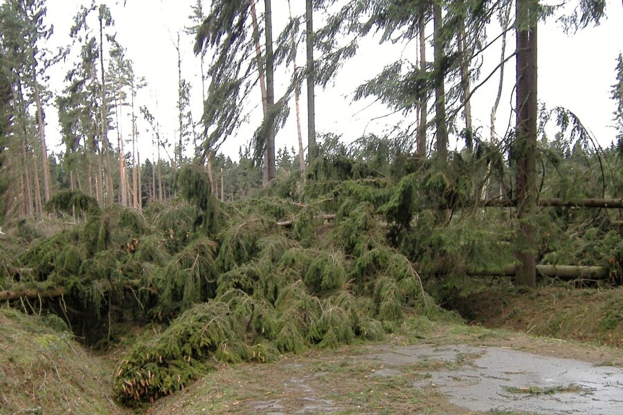 Exkursion zum Thema Waldumbau in Mühlwand - Wie ist es am einfachsten möglich, nach einem Sturm Wald wieder aufzuforsten. Darum geht es bei der Exkursion.