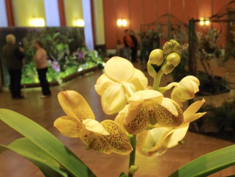 Orchideenschau 