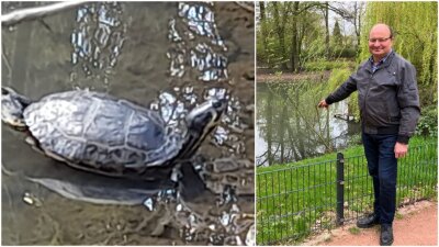 Ullrich Drechsel aus Mittweida hat am Schwanenteich eine Wasserschildkröte entdeckt. Eine Biologin ist deswegen alarmiert.