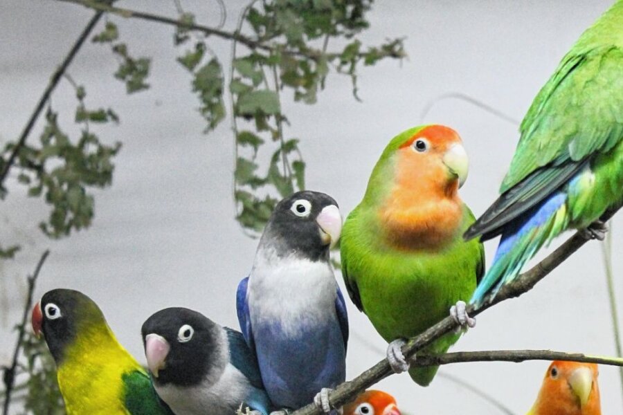 Exotische Vögel in einer Schau zu sehen - 