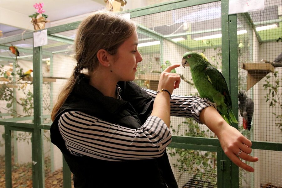 Exotische Vögel in Rodewisch - Karina Fuhrmann und die Gelbnacken-Amazone Vasko sind gute Freunde.