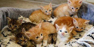 Experten fordern Maßnahmen gegen die "Katzenflut" - Die sieben bunten Geschwister gehören zu den insgesamt 30 Katzen, die derzeit im Tierheim Langenberg versorgt werden.