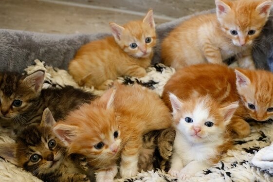 Die sieben bunten Geschwister gehören zu den insgesamt 30 Katzen, die derzeit im Tierheim Langenberg versorgt werden.