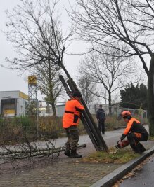 Fäll-Aktion an Sachsens Straßen: 7122 Bäume müssen weichen - 