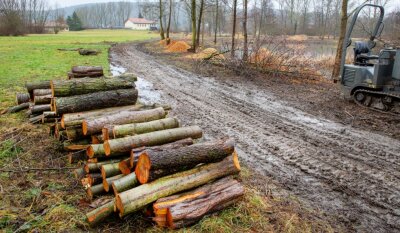Fällungen in Niederwiesa: Was die Motorsäge im Naturparadies darf - Die Baum- und Gehölzschnittarbeiten neben der Kläranlage in Niederwiesa sorgen für Unruhe im Ort, sind aber nötig und genehmigt.