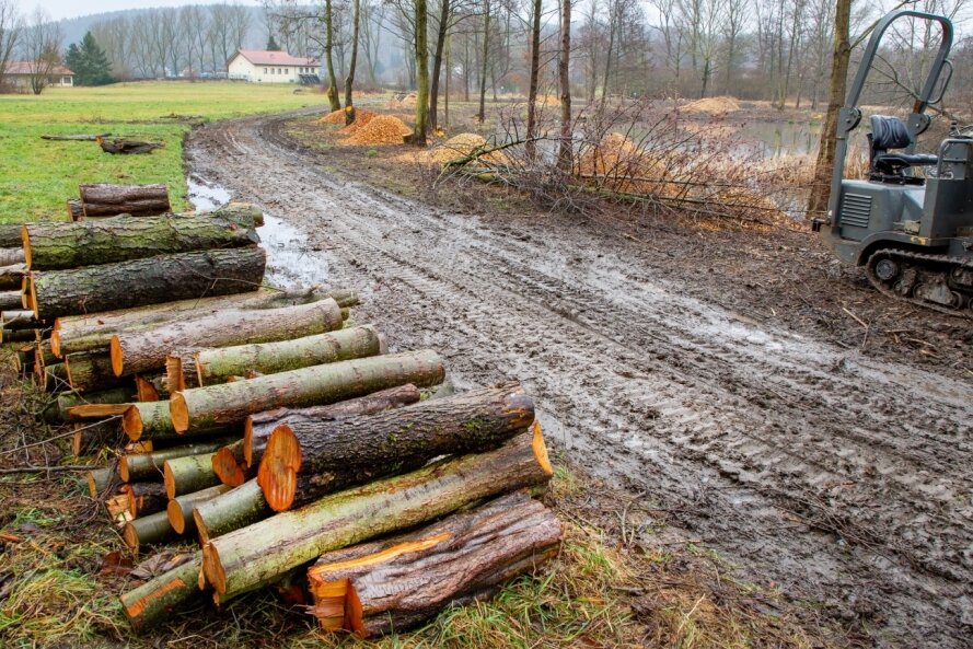 Fällungen in Niederwiesa: Was die Motorsäge im Naturparadies darf - Die Baum- und Gehölzschnittarbeiten neben der Kläranlage in Niederwiesa sorgen für Unruhe im Ort, sind aber nötig und genehmigt.