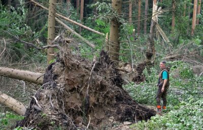 Fahrradverleiher pflanzt 5000 Eichen - Revierförster Frank Günther verschafft sich einen Überblick von den Schäden, die der Tornado am 17. Juli im Rüsdorfer Wald angerichtet hat. 100 Jahre alte Fichten wurden entwurzelt oder wie Streichhölzer umgeknickt.