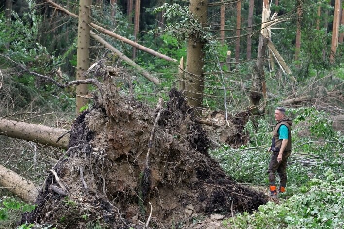 Fahrradverleiher pflanzt 5000 Eichen - Revierförster Frank Günther verschafft sich einen Überblick von den Schäden, die der Tornado am 17. Juli im Rüsdorfer Wald angerichtet hat. 100 Jahre alte Fichten wurden entwurzelt oder wie Streichhölzer umgeknickt.