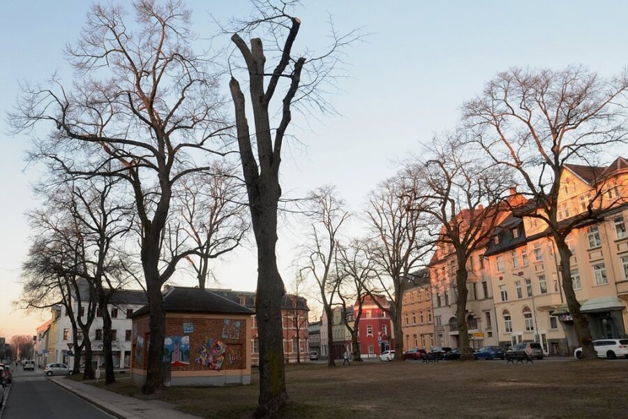Falkenstein: Rathaus weist Kritik an Baumschnitt zurück - Besonders eine der Linden (vorn) wurde radikal gekürzt - doch dafür gab es gute Gründe, erklärt die Stadtverwaltung auf Nachfrage. 