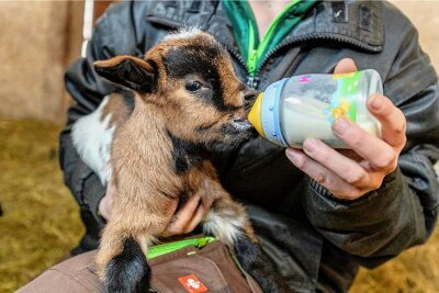 Falkensteiner Tiergarten hat neuen Besuchermagnet - Da Mama Daisy nicht genug Milch hat, um alle ihre vier Sprösslinge zu ernähren, muss bei den Ziegenkindern mit der Falsche zugefüttert werden.  