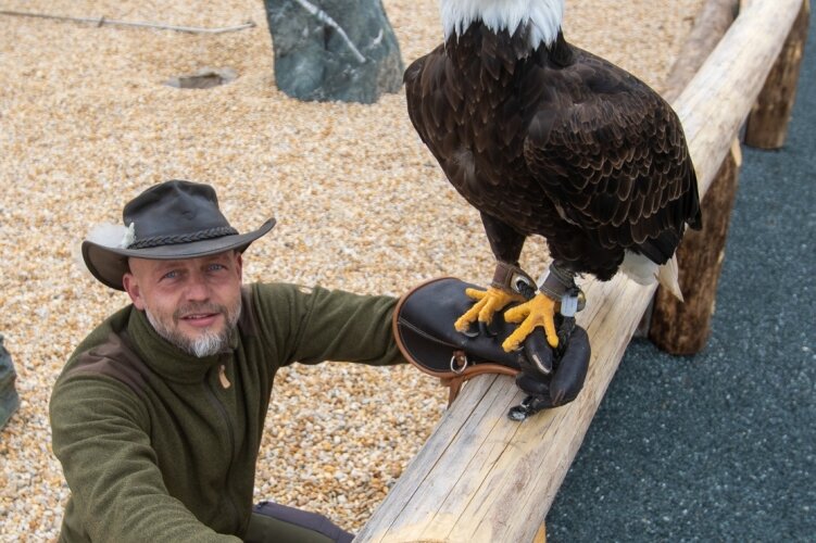 Falknerei erweitert Vogelfamilie - Weißkopfseeadler Lakota nimmt mit Falknereichef Hans-Peter Herrmann probeweise auf den neuen Schausitzplätzen Platz. 