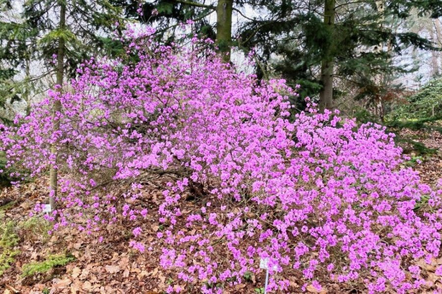 Farben und Formen in der Natur - 
