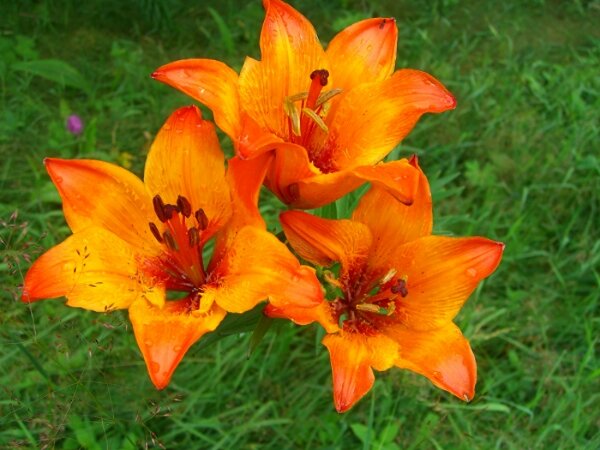 Farbenpracht der Feuer-Lilie lässt jeden Wanderer verweilen - Leuchtend rot bis gelbrot sind die Blüten.