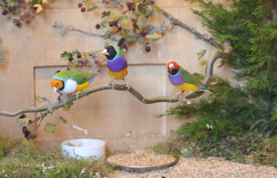 Farbenprächtige Vögel zwitschern erstmals in der Stadthalle Oelsnitz - Gouldamadinen begeistern die Besucher durch ihre Farbenpracht.