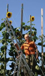 6,41 Meter hohe Sonnenblumen bei der Gartenolympiade in Rochlitz