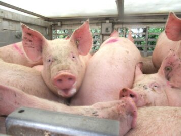 Fast 50 Verstöße bei Kontrollen von Tiertransportern - Ein mit Schweinen beladener Laster hatte vergessen, die Lüftung einzuschalten