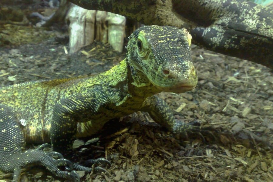 Vaterloses Naturwunder: ein Komodo-Waran-Baby, das im Zoologischen Garten in Chester auf dem Wege der Jungfernzeugung zur Welt kam. 