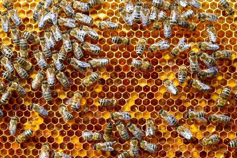 Faulbrut in Bienenstock in Mittweida ausgebrochen - 