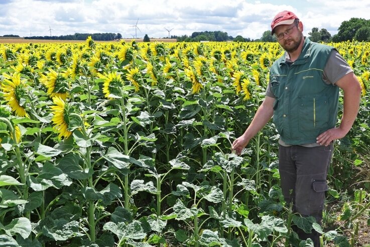 Felddiebstahl kein Kavaliersdelikt - Landwirt aus Westsachsen ärgert sich über Selbstbedienung - Der Familienbetrieb Stiegler aus Waldenburg hat in diesem Jahr zum ersten mal 22 Hektar Sonnenblumen angebaut. Doch auch wenn das schön aussieht: Es ist kein Blumenfeld zum Selberpflücken.