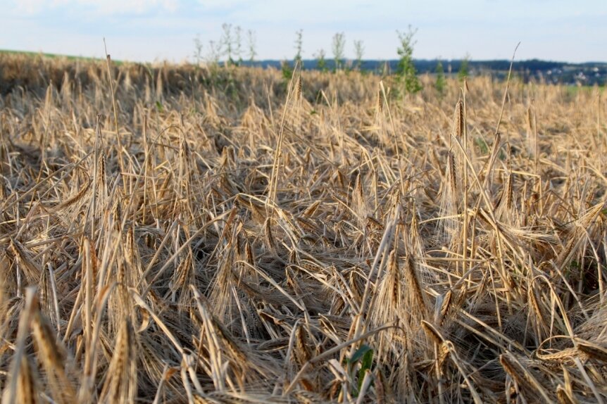 Feuchter Sommer: Landwirte befürchten Einbußen bei Ernte - So sieht es aus, wenn heftiger Regen und Wind über die reifen Felder toben: Das Getreide, im Bild ein Gerstenfeld in der Nähe von Theuma, liegt am Boden. Ernteverluste sind programmiert. 