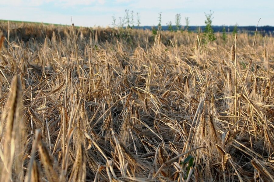 So sieht es aus, wenn heftiger Regen und Wind über die reifen Felder toben: Das Getreide, im Bild ein Gerstenfeld in der Nähe von Theuma, liegt am Boden. Ernteverluste sind programmiert. 