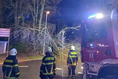 Feuerwehr Geringswalde räumt Straße frei - Sturmböen ließen eine bereits morsche Birke und einen Kirschbaum auf die Fahrbahn der Waldstraße stürzen.