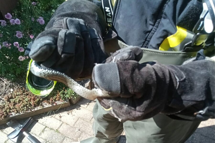 Feuerwehr im Erzgebirge bekommt es mit Giftschlange zu tun - Ein Steinbacher Feuerwehrmann mit der Kreuzotter, nachdem das Tier in dem Haus aufgespürt worden war.