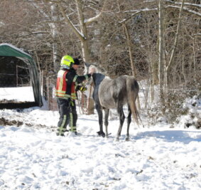 Feuerwehr rettet eingeklemmtes Pferd - 